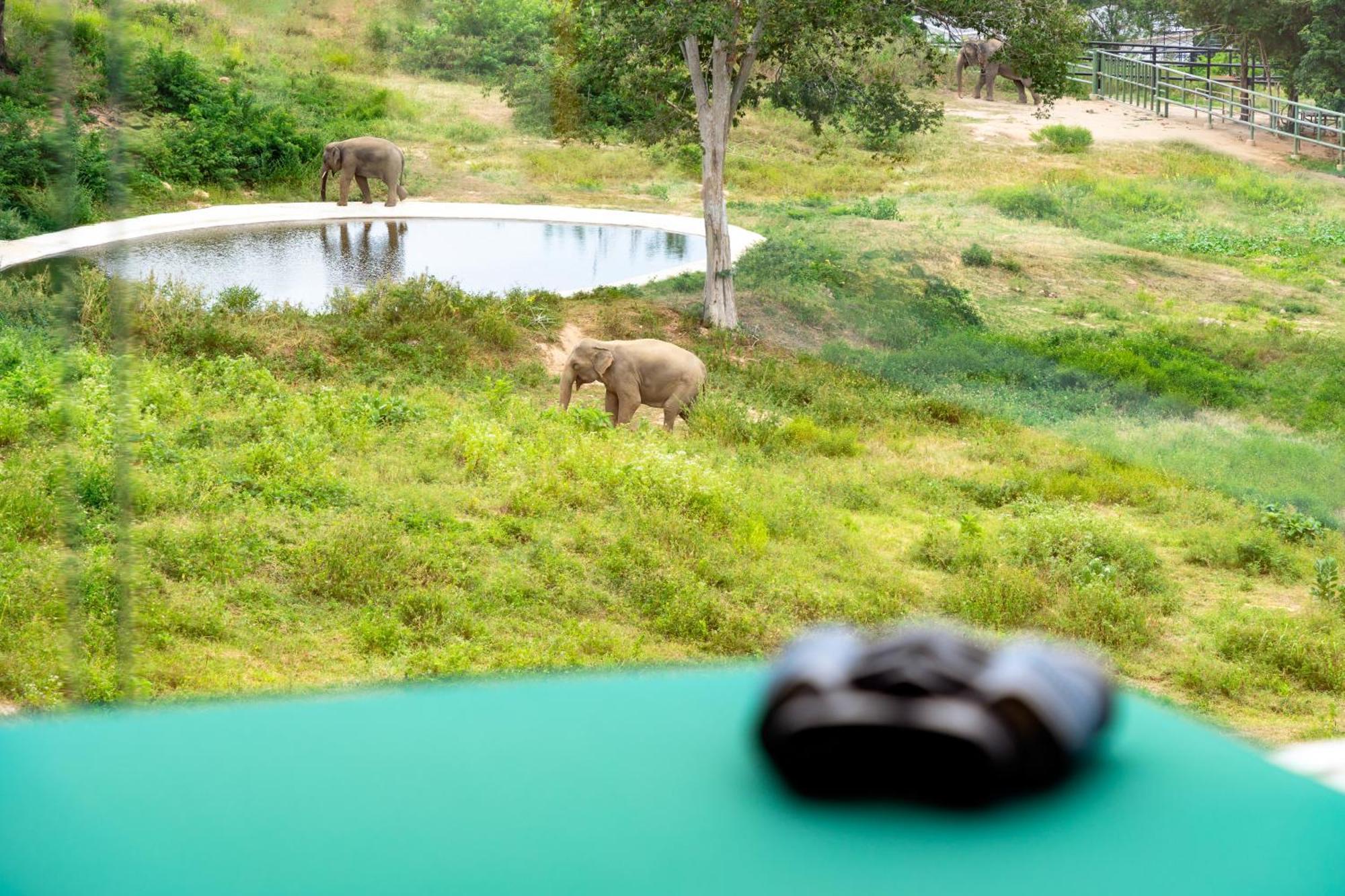 Wild Cottages Elephant Sanctuary Resort 苏梅岛 外观 照片