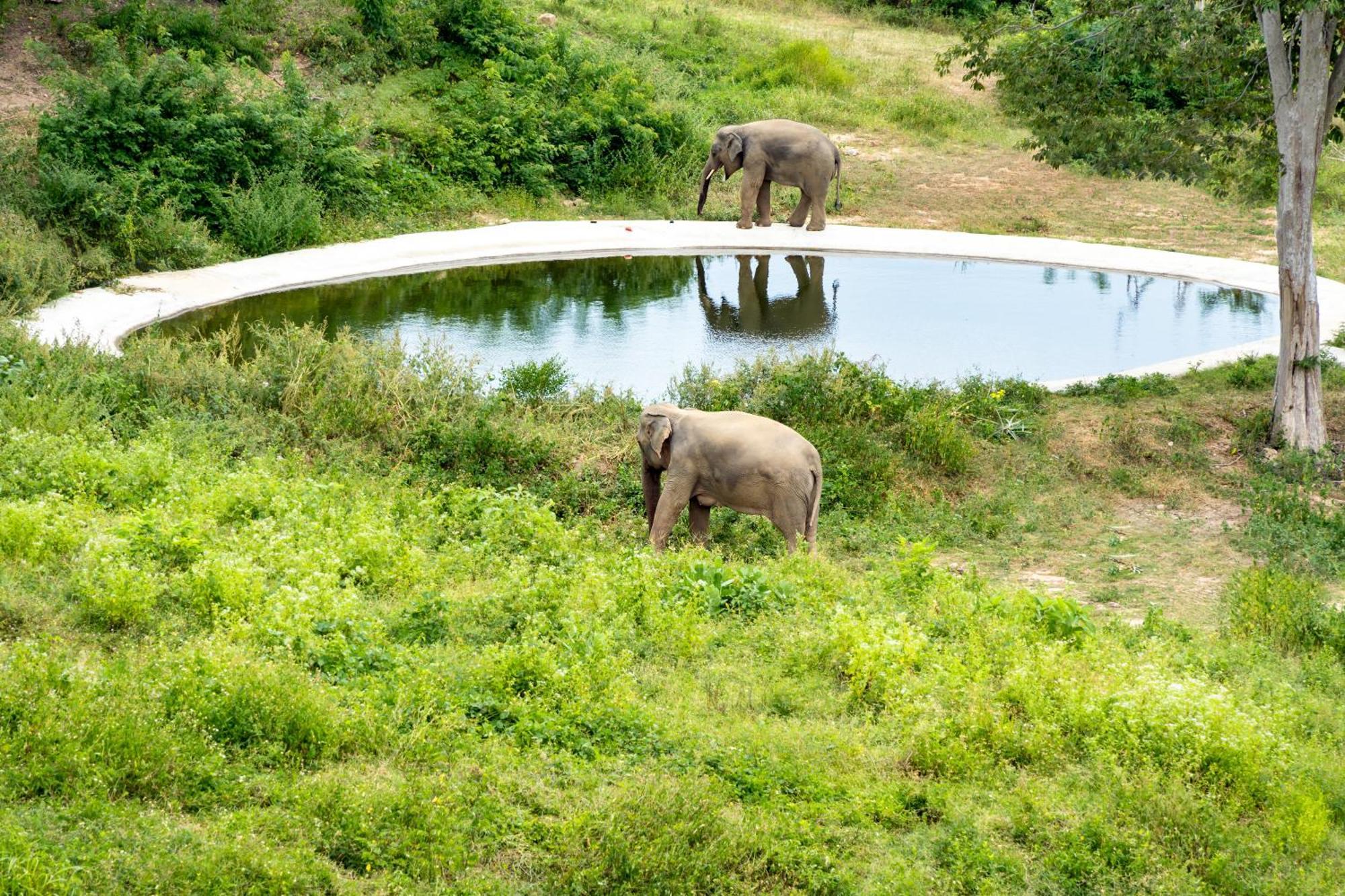 Wild Cottages Elephant Sanctuary Resort 苏梅岛 外观 照片