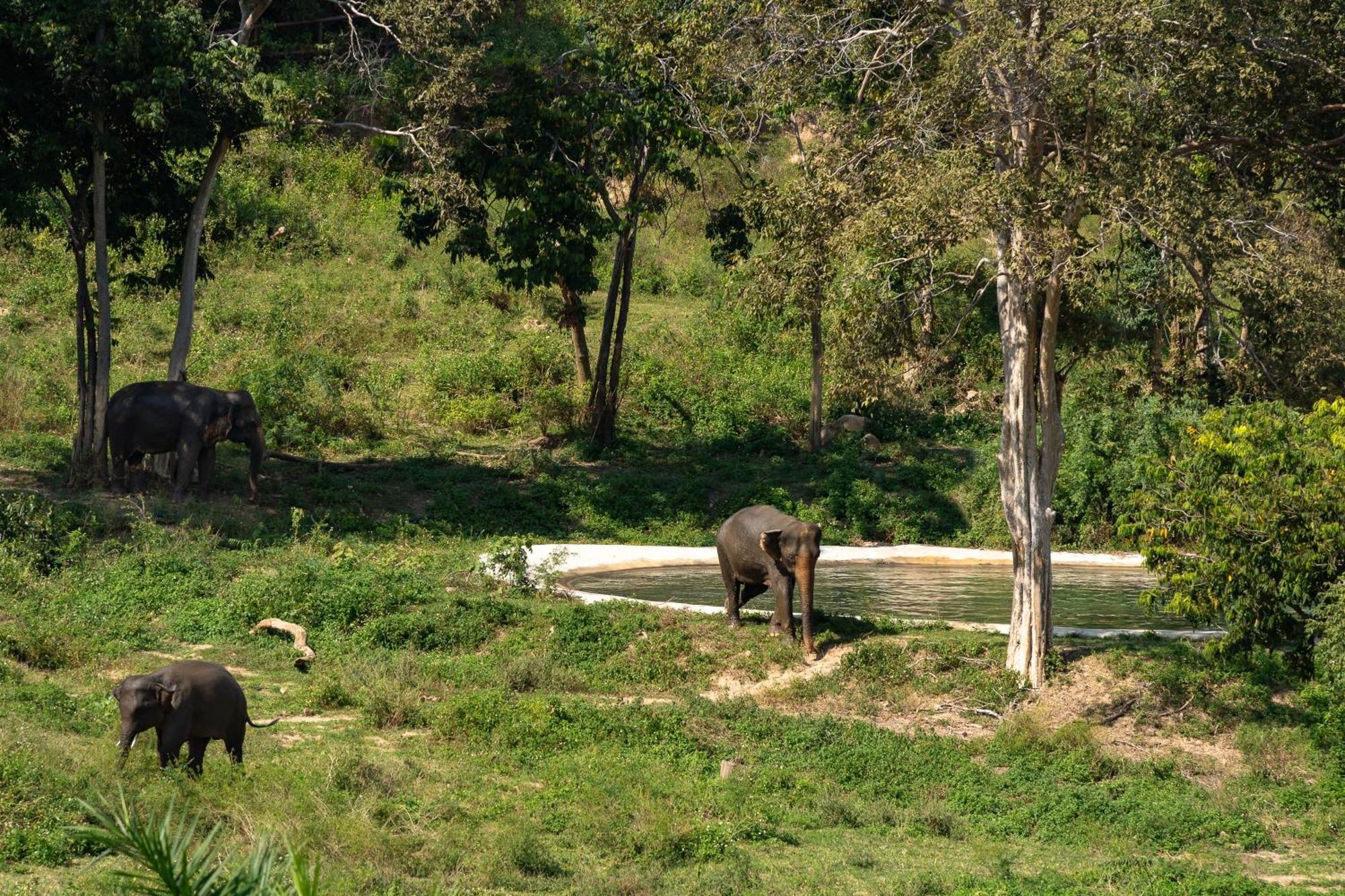 Wild Cottages Elephant Sanctuary Resort 苏梅岛 外观 照片