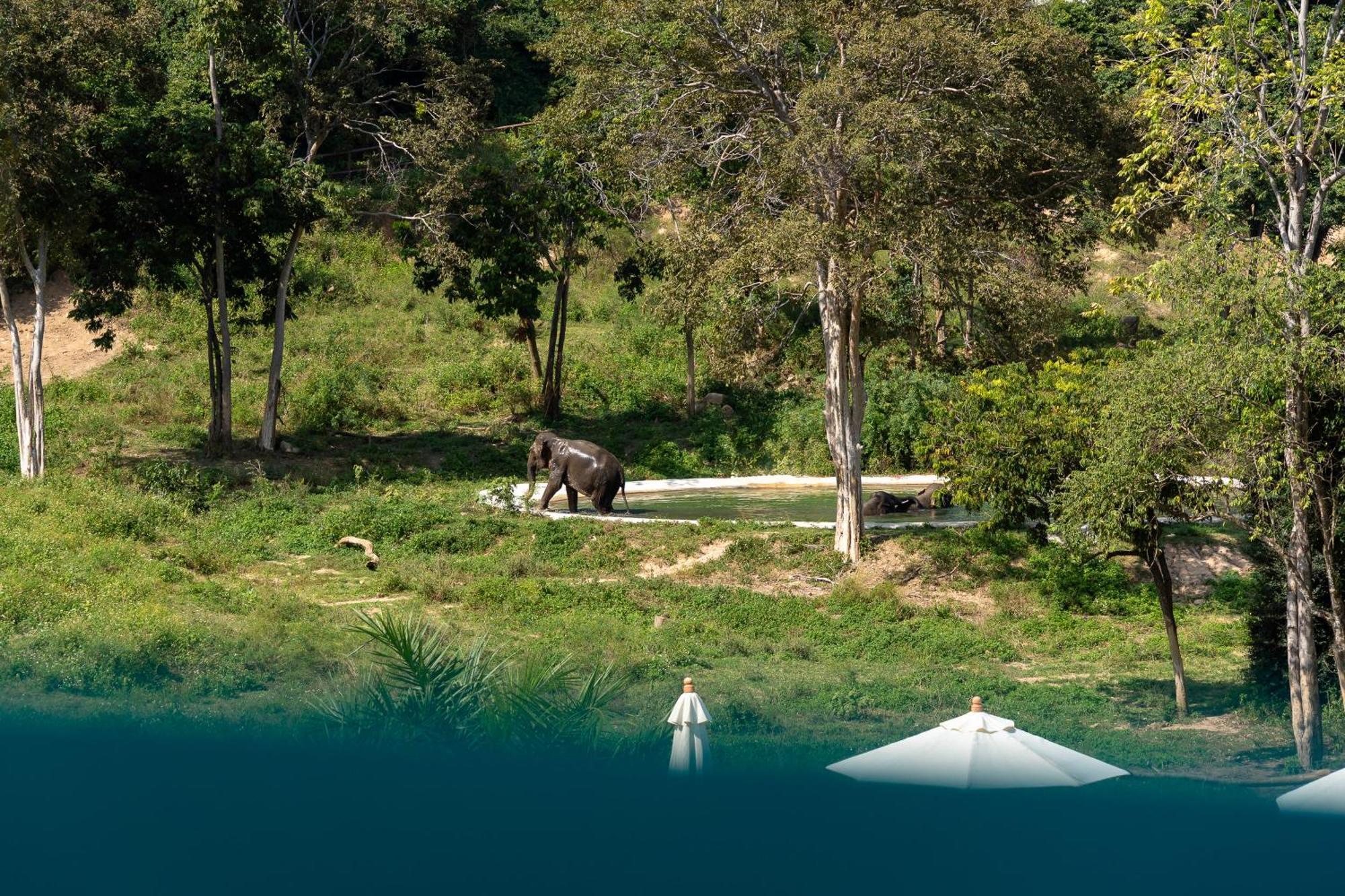 Wild Cottages Elephant Sanctuary Resort 苏梅岛 外观 照片