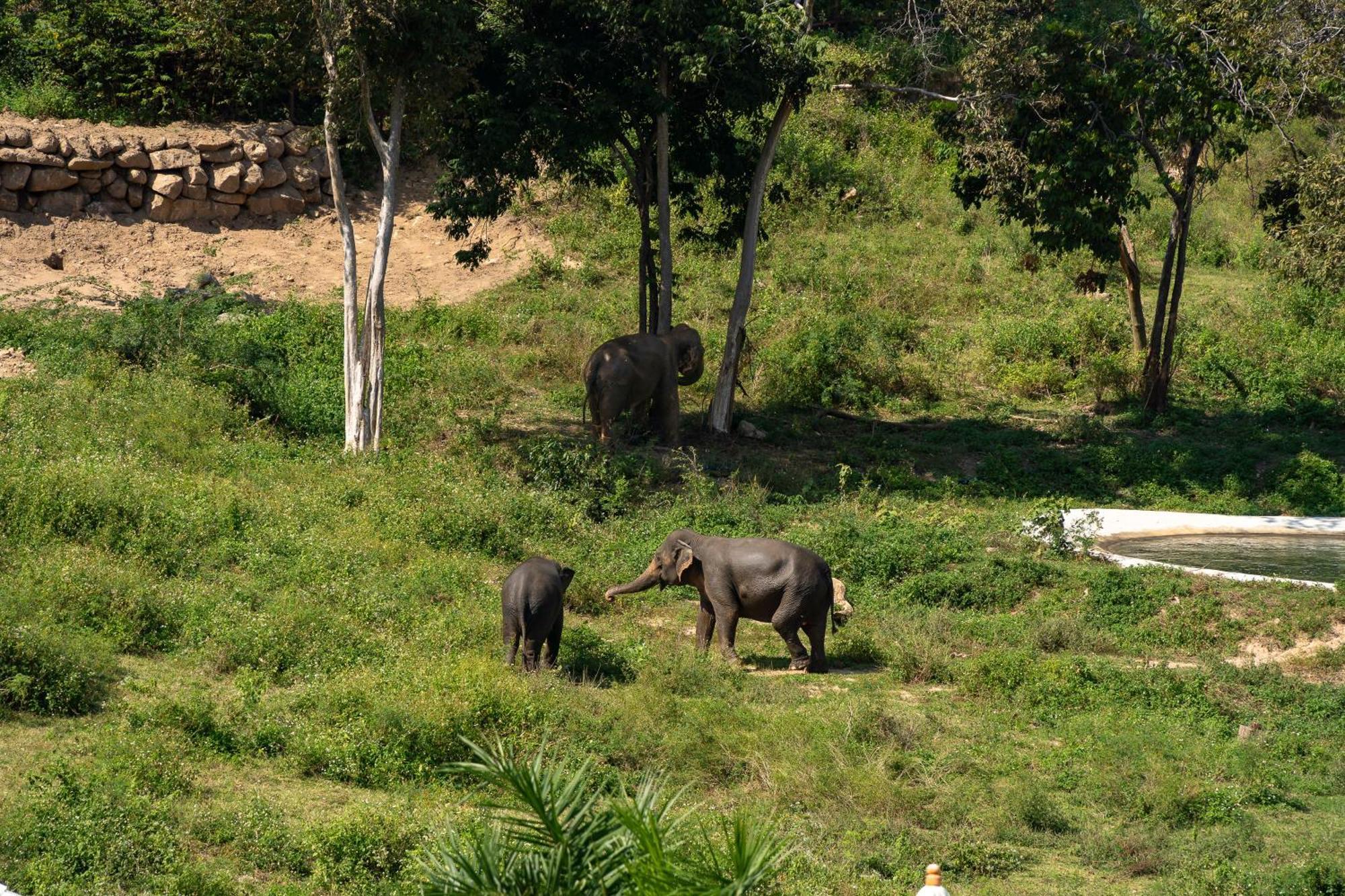 Wild Cottages Elephant Sanctuary Resort 苏梅岛 外观 照片