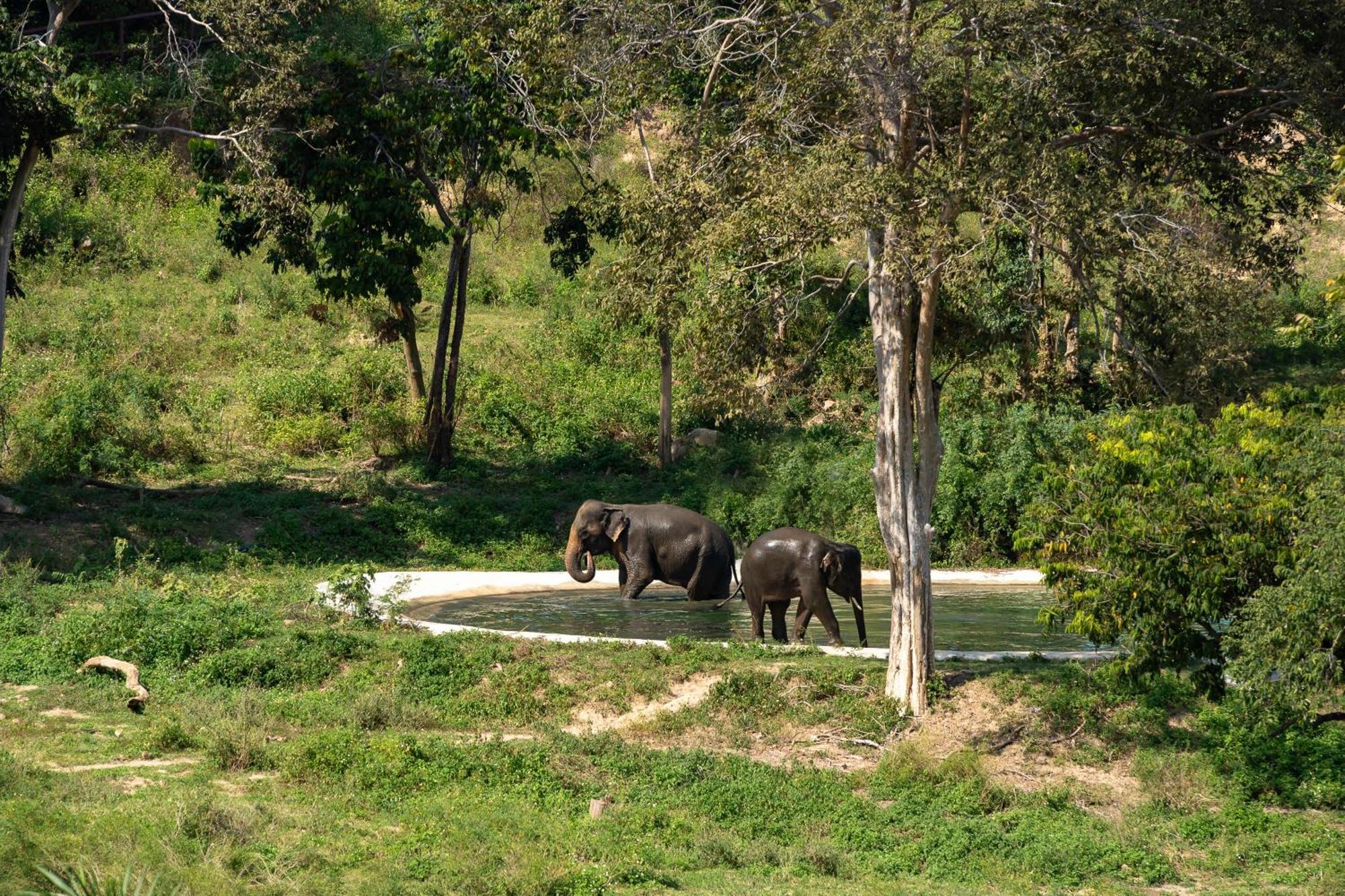 Wild Cottages Elephant Sanctuary Resort 苏梅岛 外观 照片