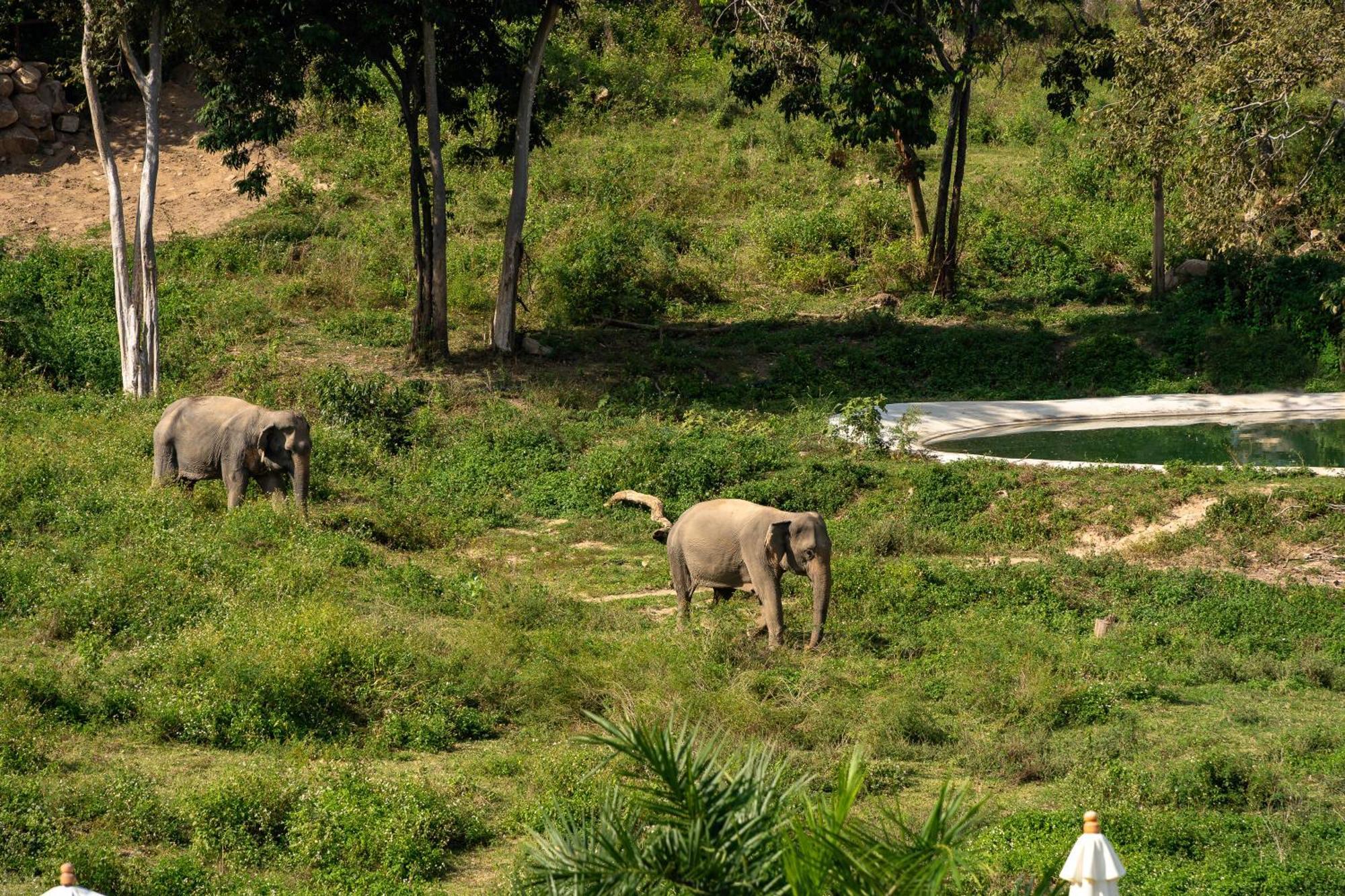 Wild Cottages Elephant Sanctuary Resort 苏梅岛 外观 照片